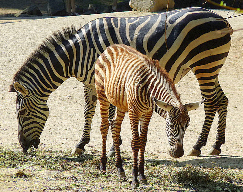 Braun-weisse Zebrastreifen?