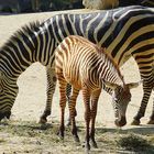 Braun-weisse Zebrastreifen?