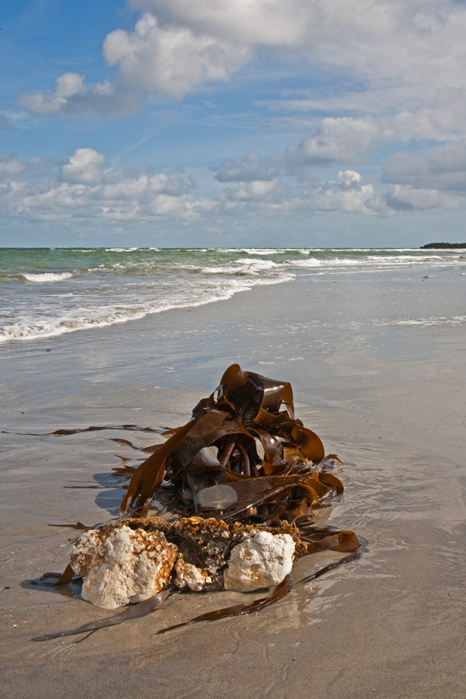 Braunalge am Strand