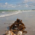 Braunalge am Strand