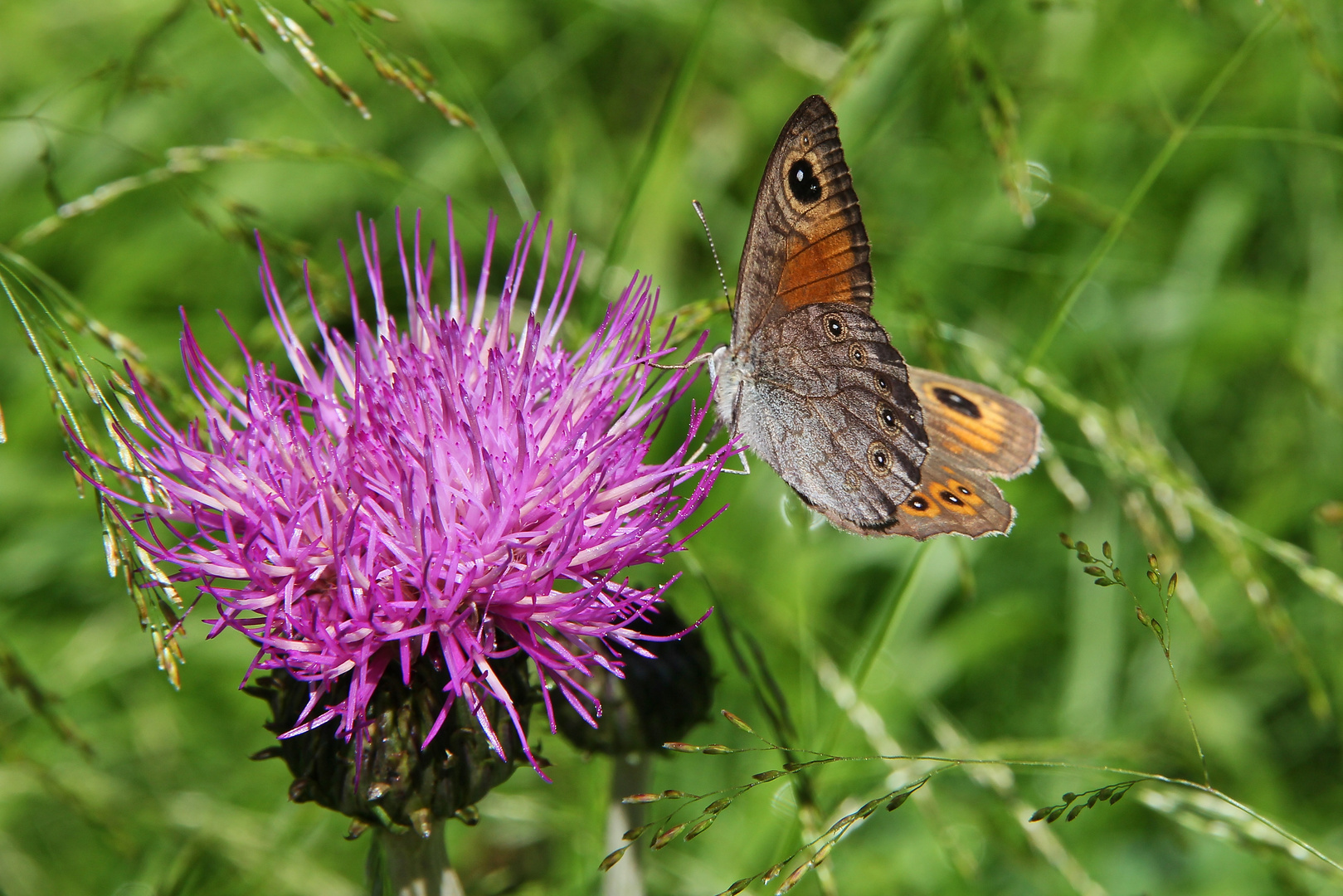 Braunauge (2015_07_09_EOS 550D_1162_ji)