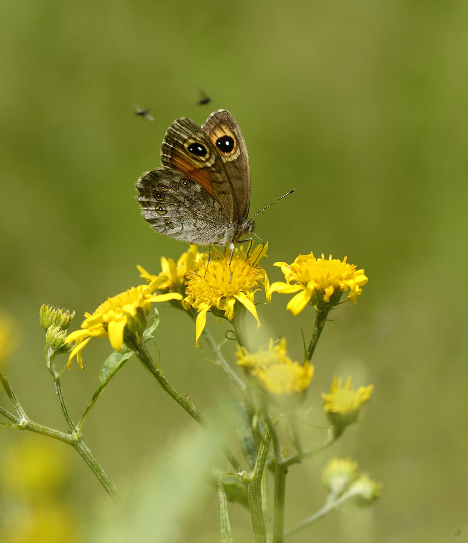 Braunauge Foto & Bild | tiere, wildlife, schmetterlinge ...