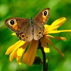 Braunauge auf Arnica montana