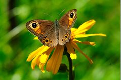 Braunauge auf Arnica montana