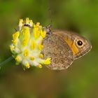 Braunauge auf Wundklee-Blüte