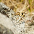 Braunauge, Lasiomata maera, Nordportugal