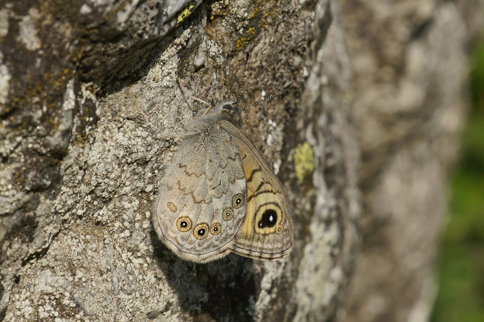 Braunauge (Lasiommata maera)