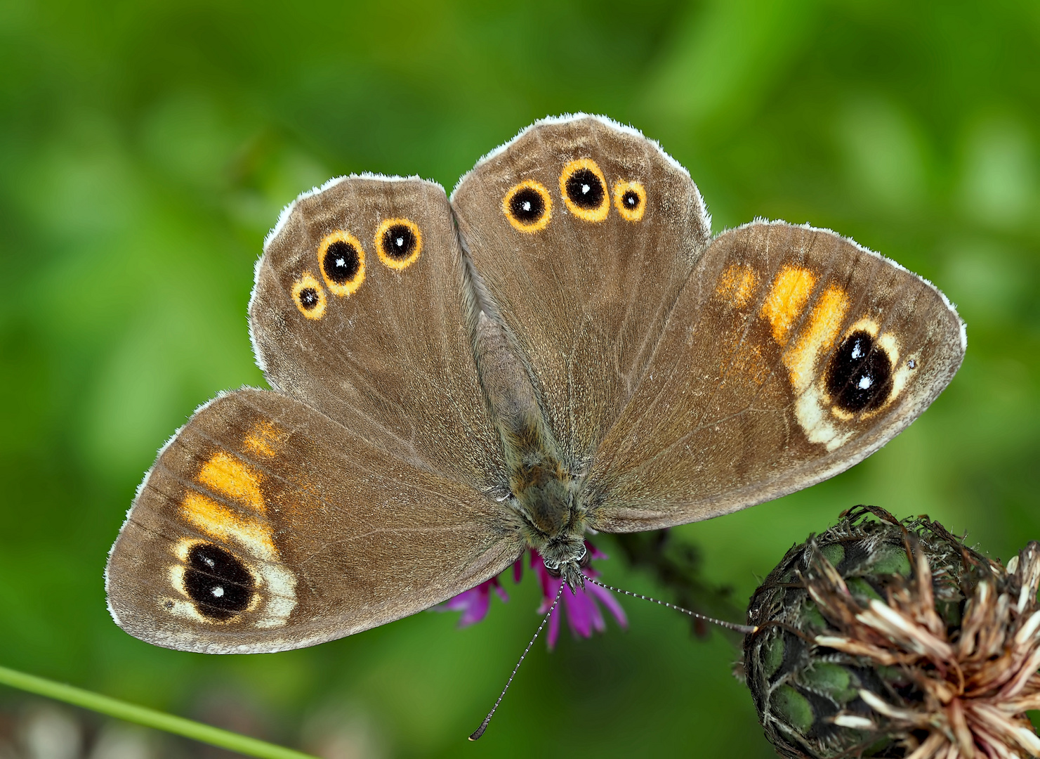 Braunauge (Lasiommata maera) 1. Foto. - Un papillon de jour qui s'appelle "Ariane".