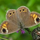 Braunauge (Lasiommata maera) 1. Foto. - Un papillon de jour qui s'appelle "Ariane".