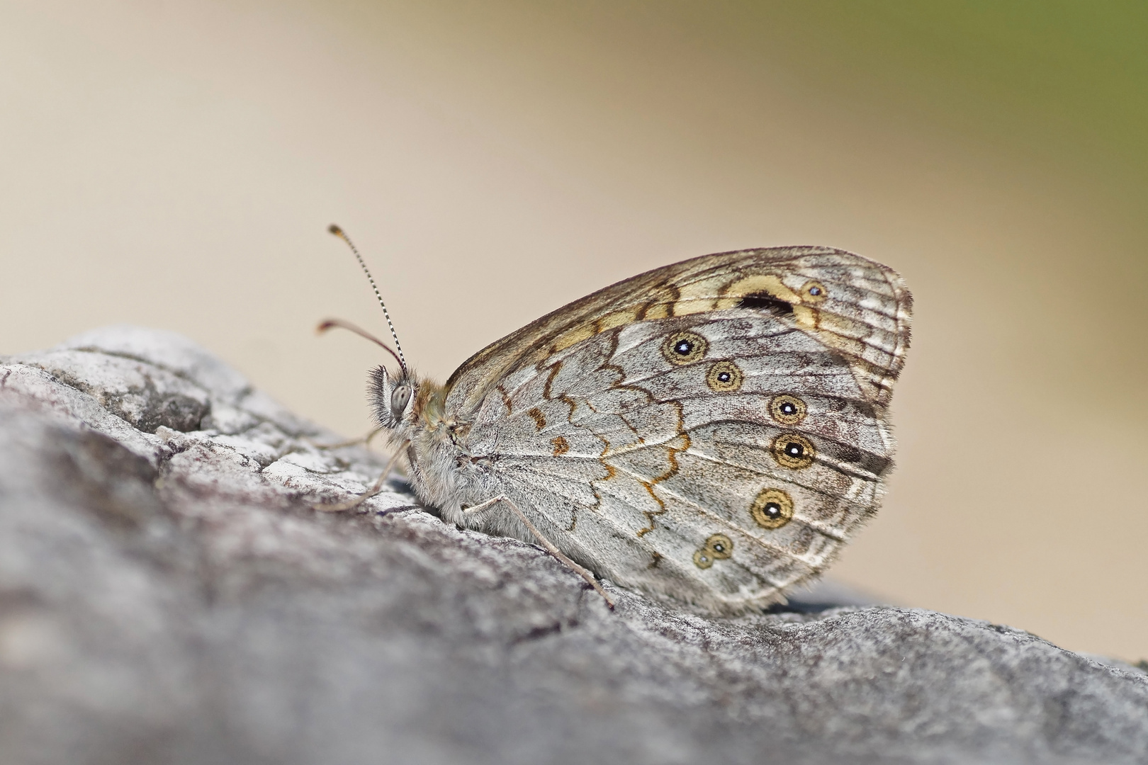 Braunauge (Lasiommata maera)