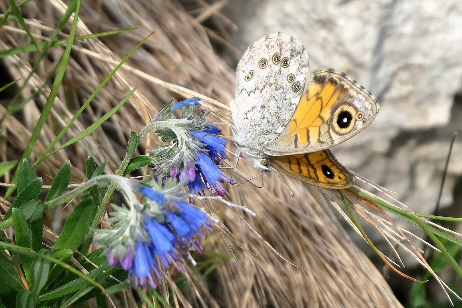 Braunauge (Lasiommata maera)