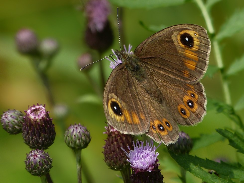 Braunauge (Lasiommata maera)