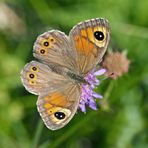 Braunauge (Lasiommata maera) - L'Ariane, le némusien, une petite beauté!