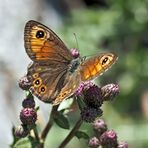 Braunauge (Lasiommata maera). - Un papillon de jour qui s'appelle "Ariane".