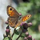 Braunauge (Lasiommata maera). - Un papillon de jour qui s'appelle "Ariane".