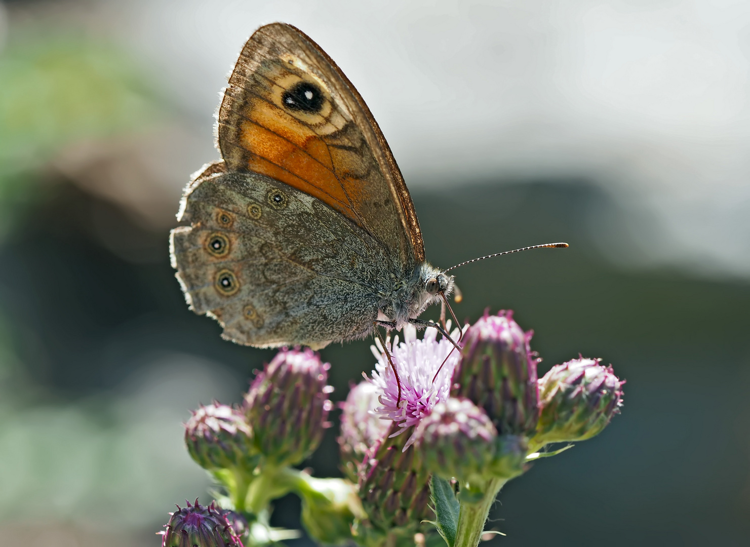 Braunauge (Lasiommata maera). - Un papillon de jour qui s'appelle "Ariane".