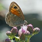 Braunauge (Lasiommata maera). - Un papillon de jour qui s'appelle "Ariane".