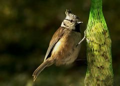 Braunauge probiert Knusperstange als Mittagessen