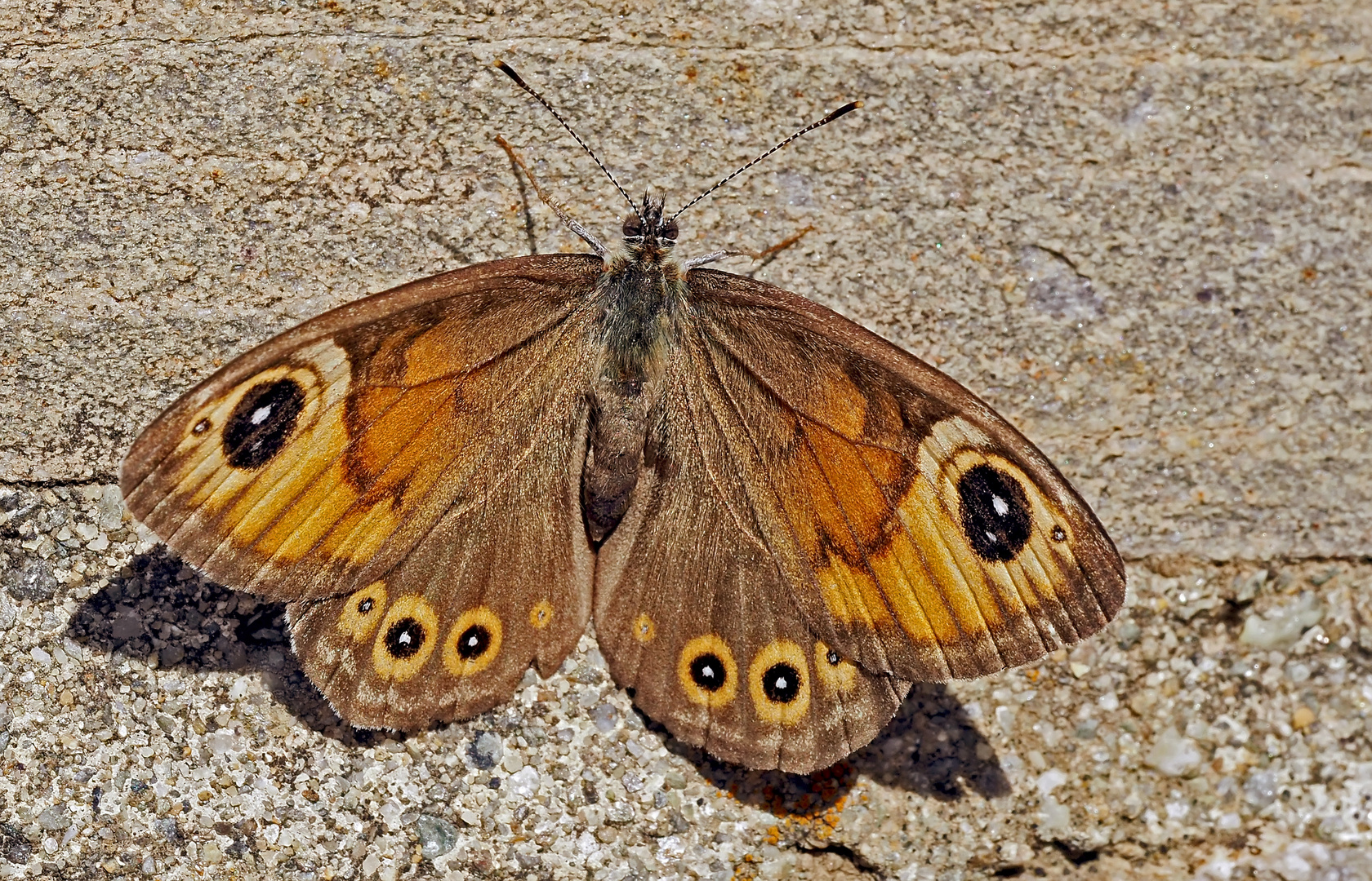 Braunauge, Weibchen (Lasiommata maera) - Ariane, un papillon femelle de jour!