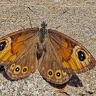 Braunauge, Weibchen (Lasiommata maera) - Ariane, un papillon femelle de jour!