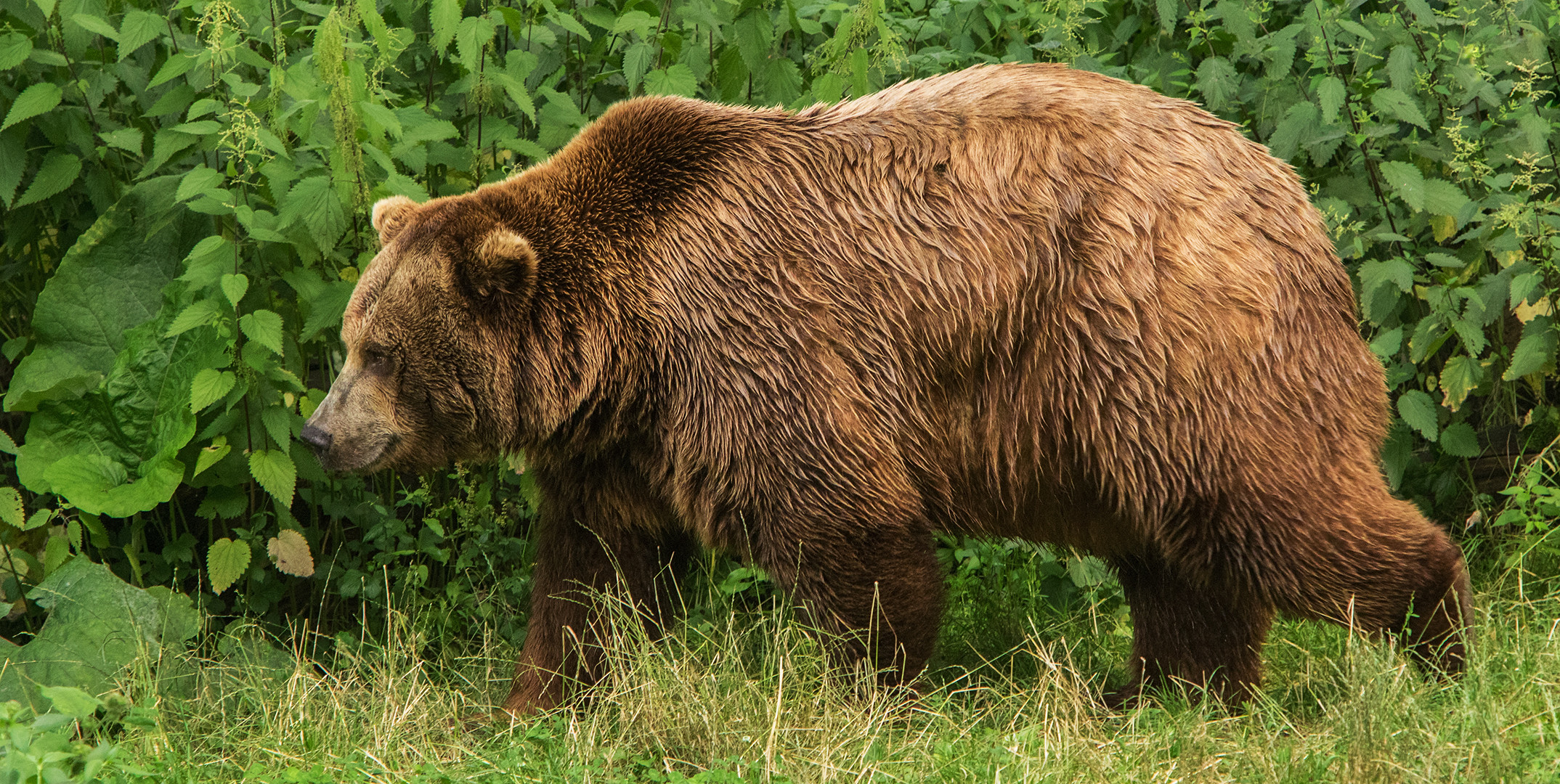 Braunbär 001