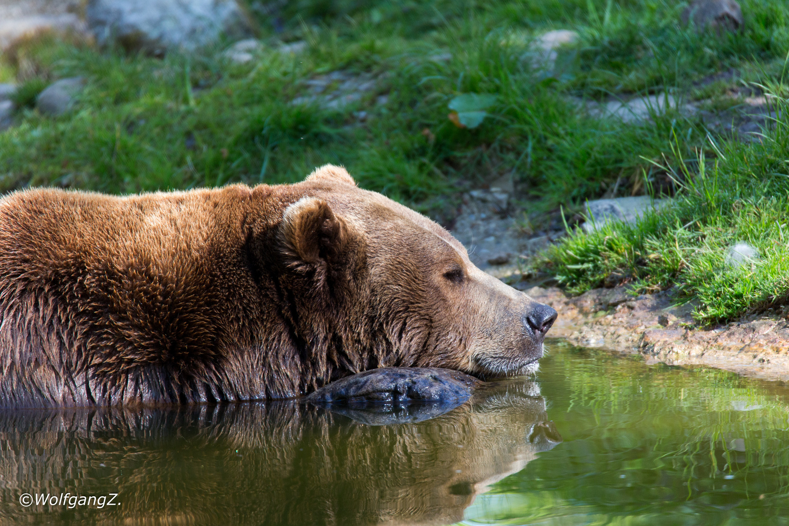 Braunbär