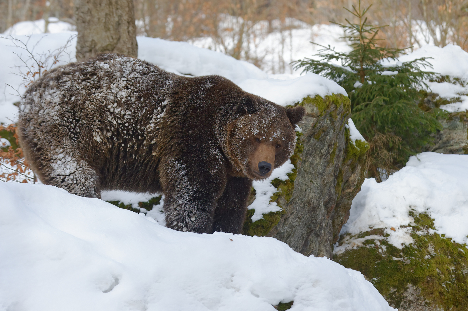 Braunbär