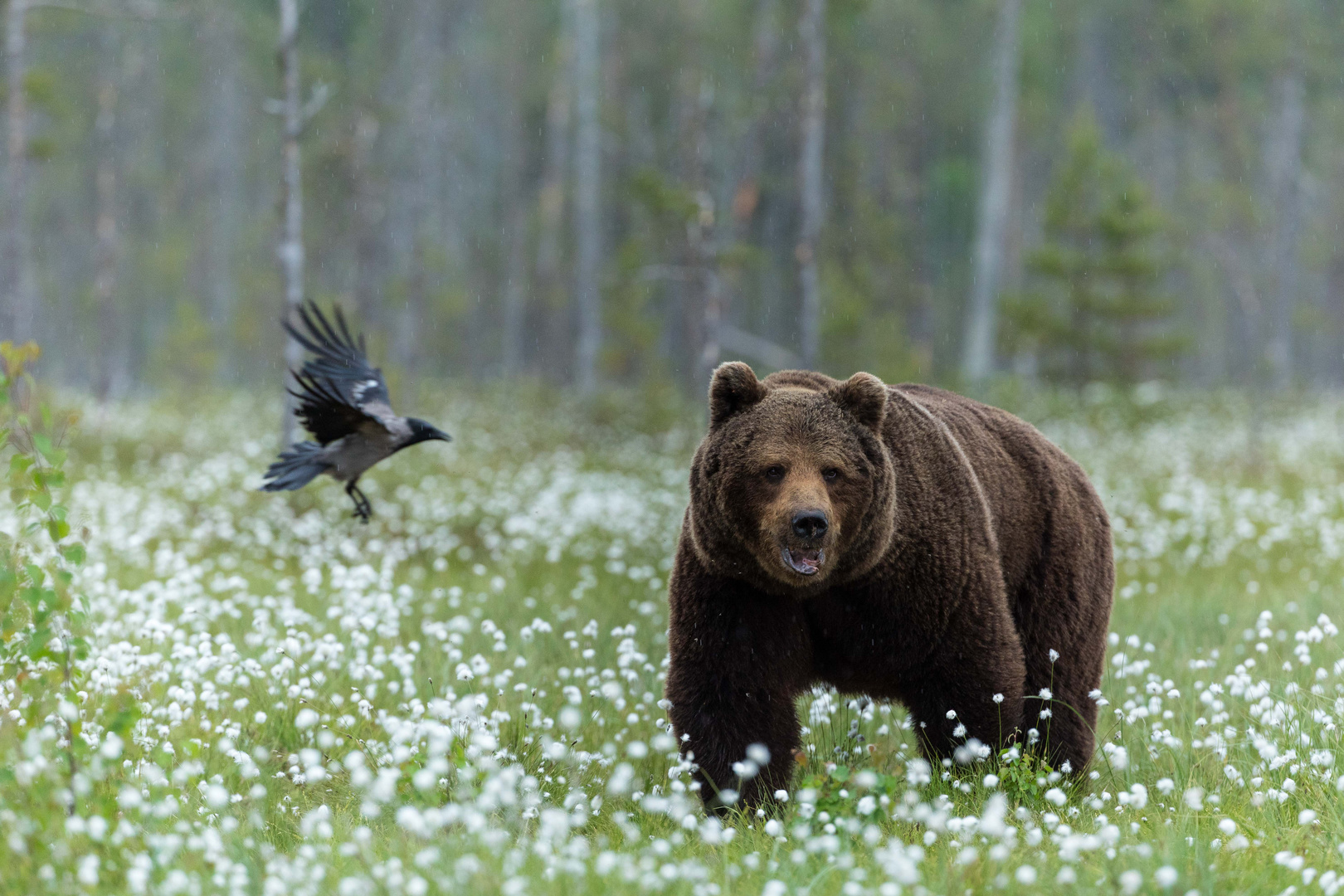 Braunbär ...