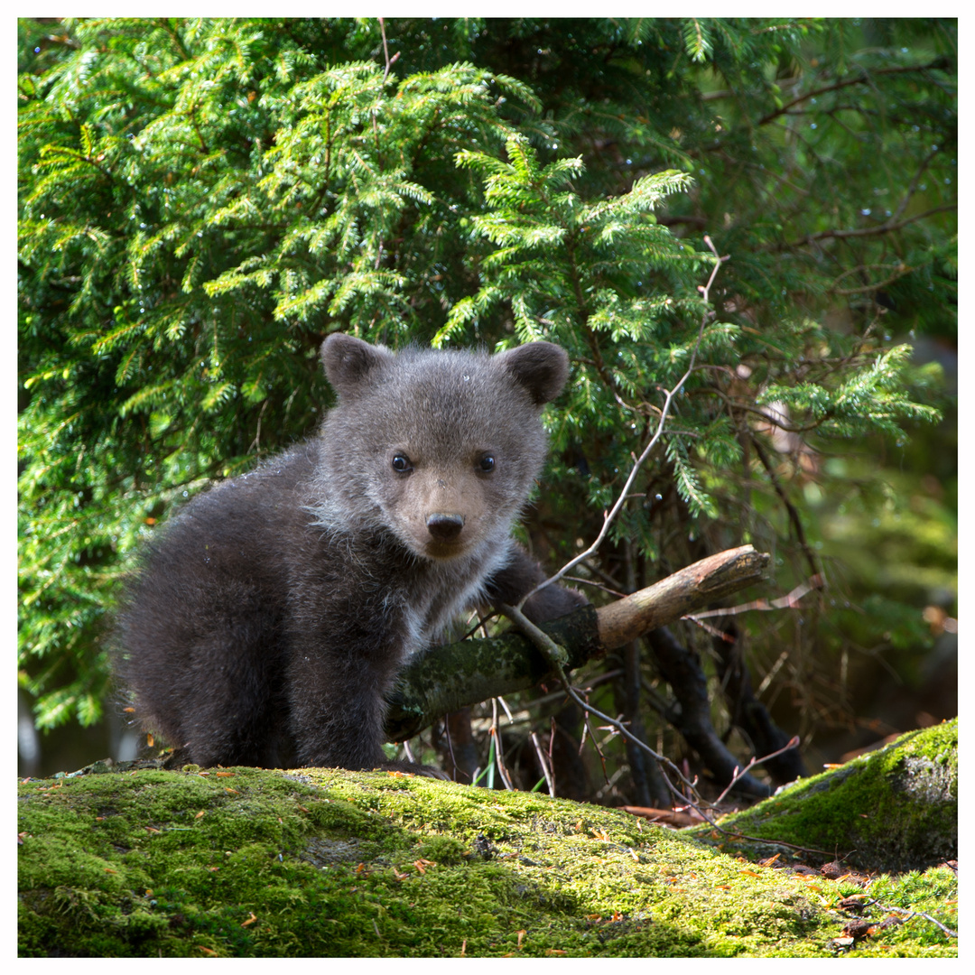 Braunbär