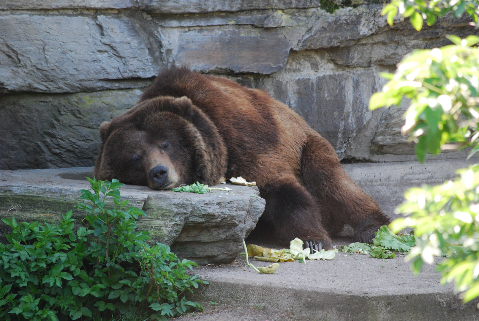 Braunbär