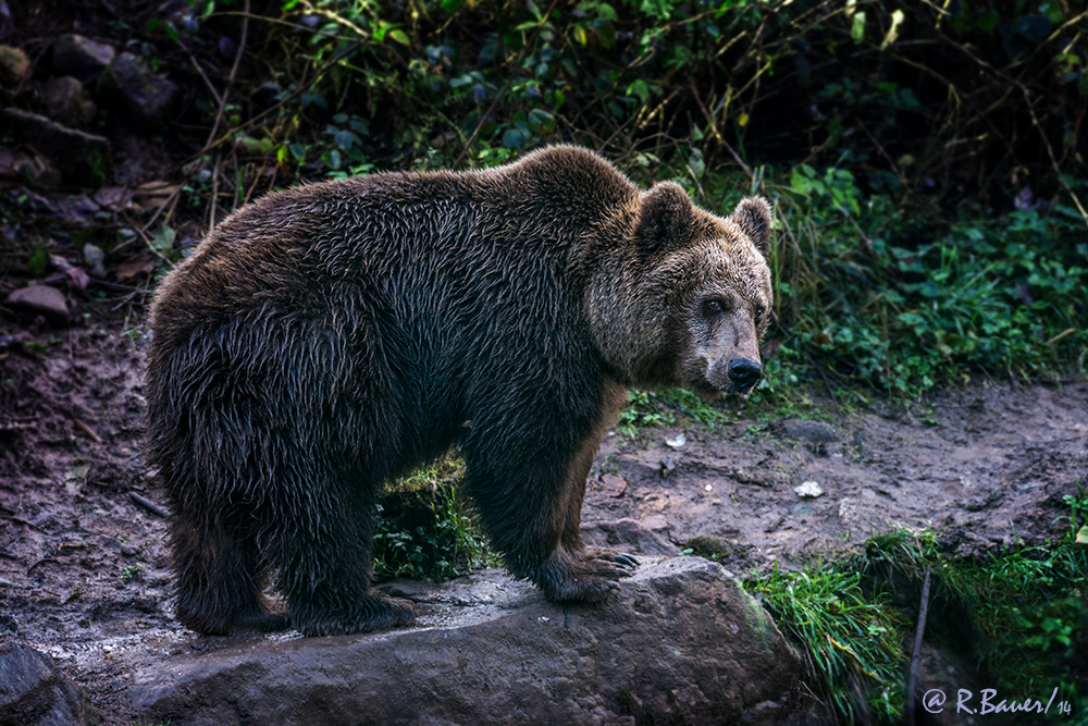 Braunbär