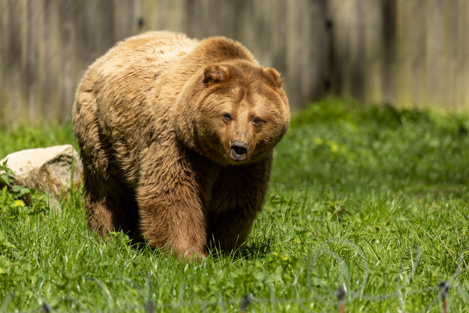 Braunbär