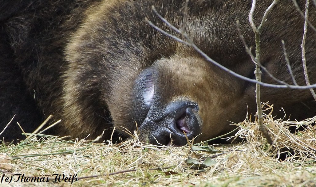 Braunbär 1