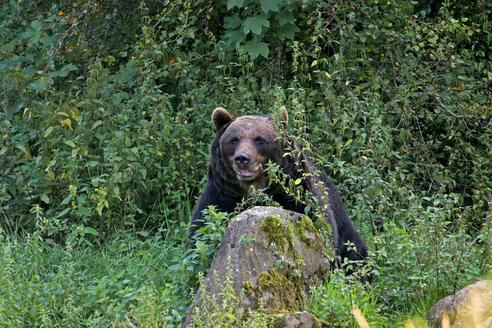 Braunbär 1