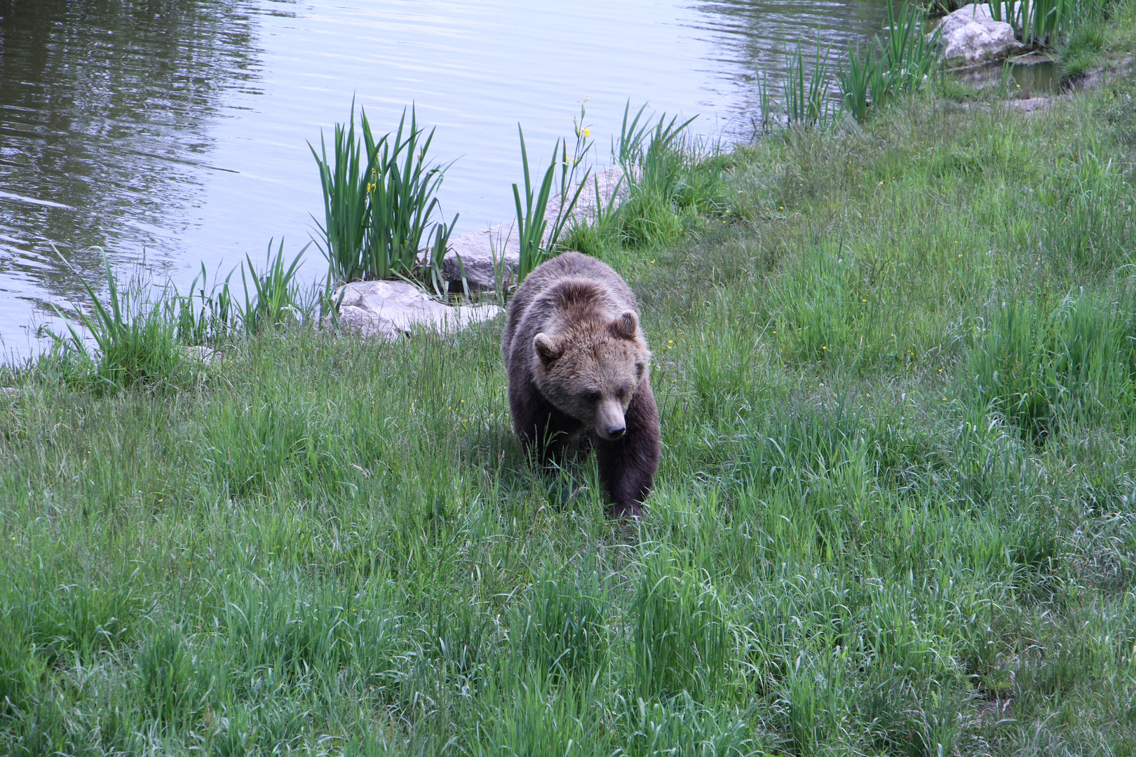 Braunbär 1