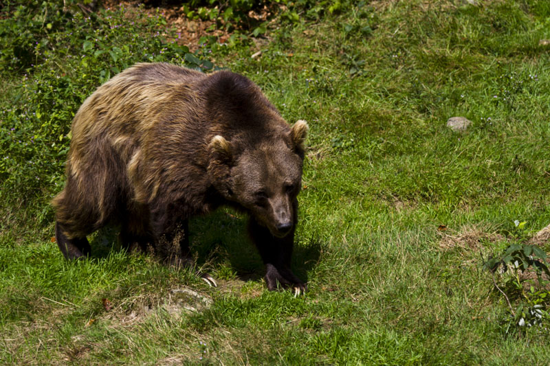 Braunbär 1 im NP Bayr. Wald