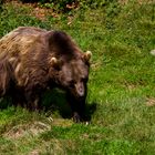 Braunbär 1 im NP Bayr. Wald