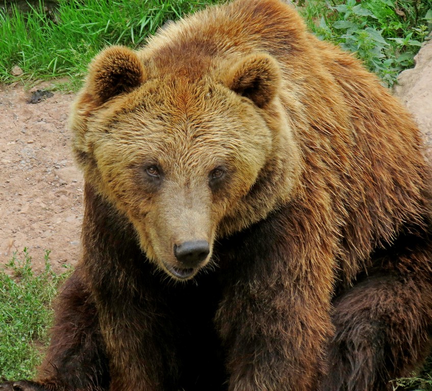 Braunbär