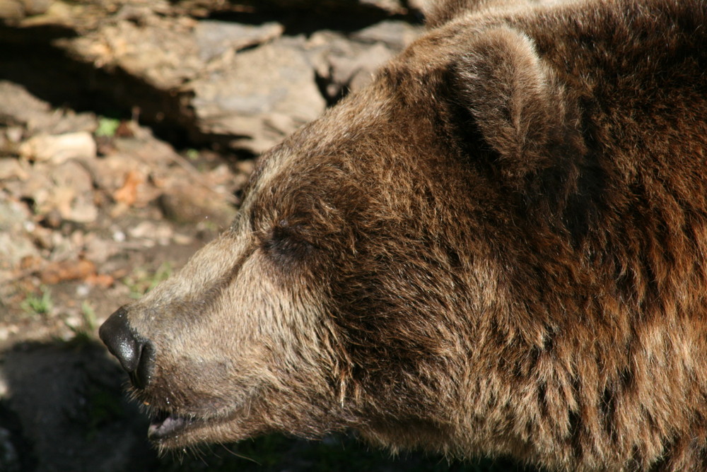 Braunbär