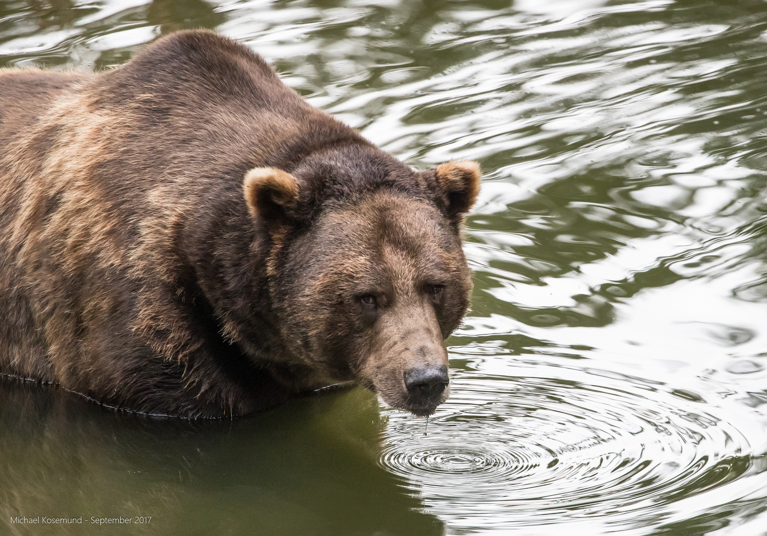 Braunbär