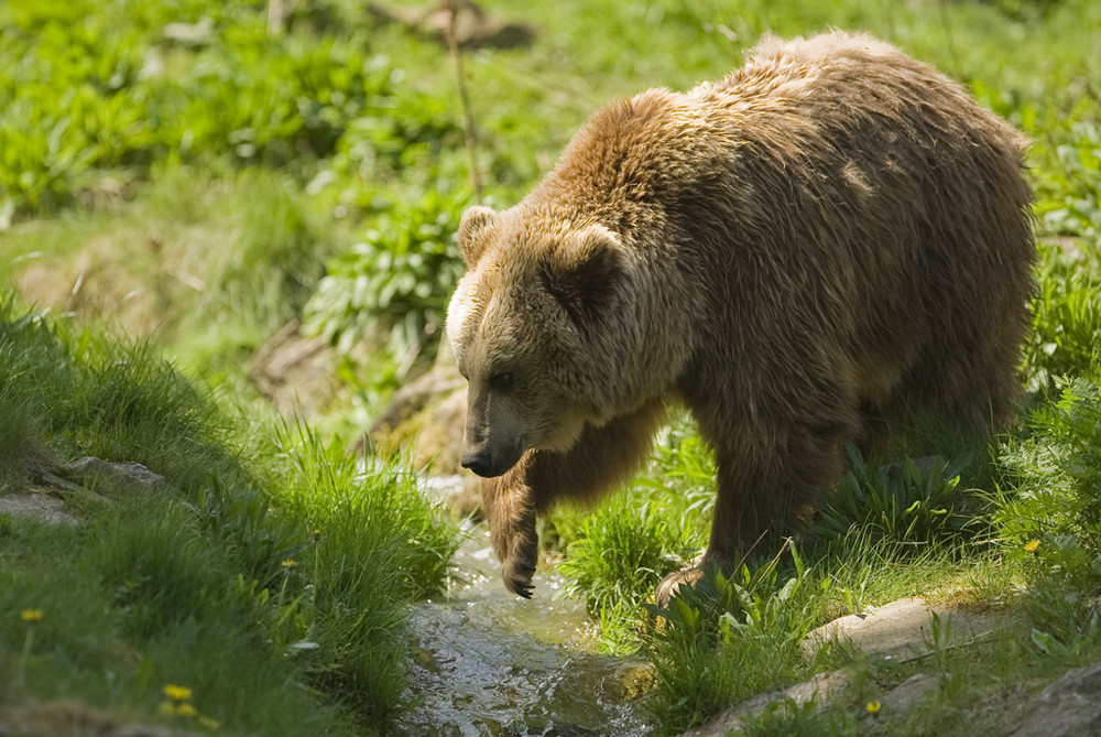 Braunbär