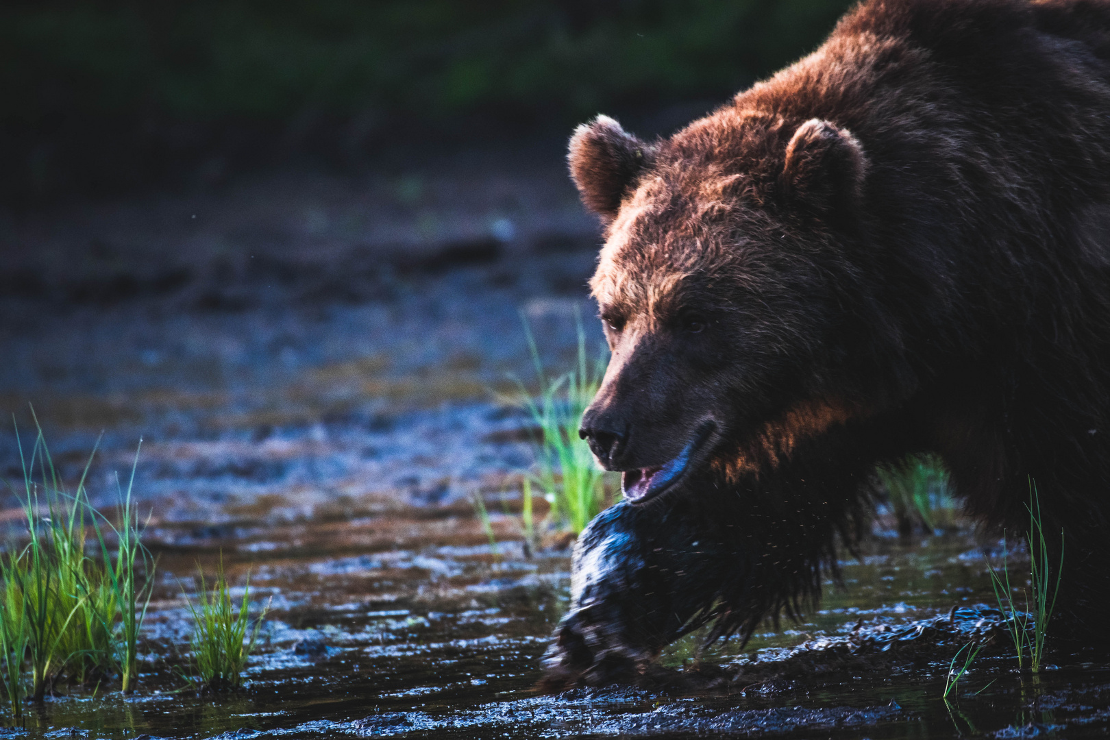 Braunbär