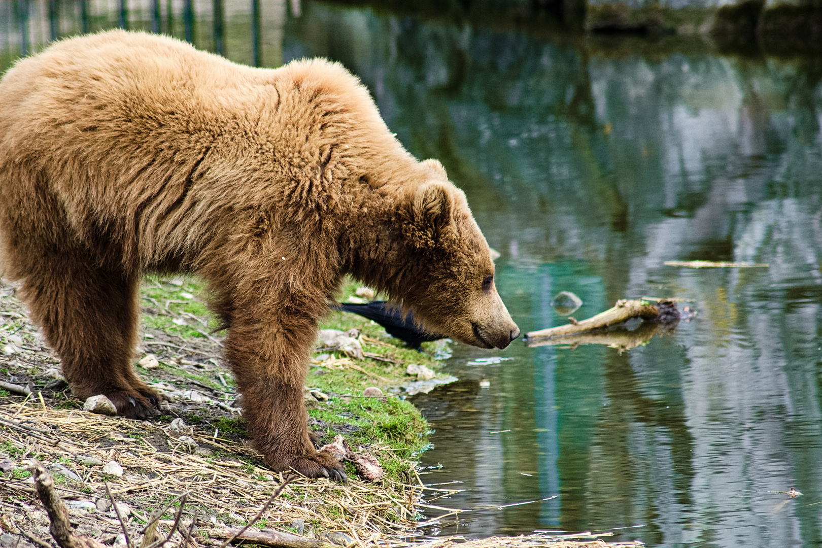 Braunbär