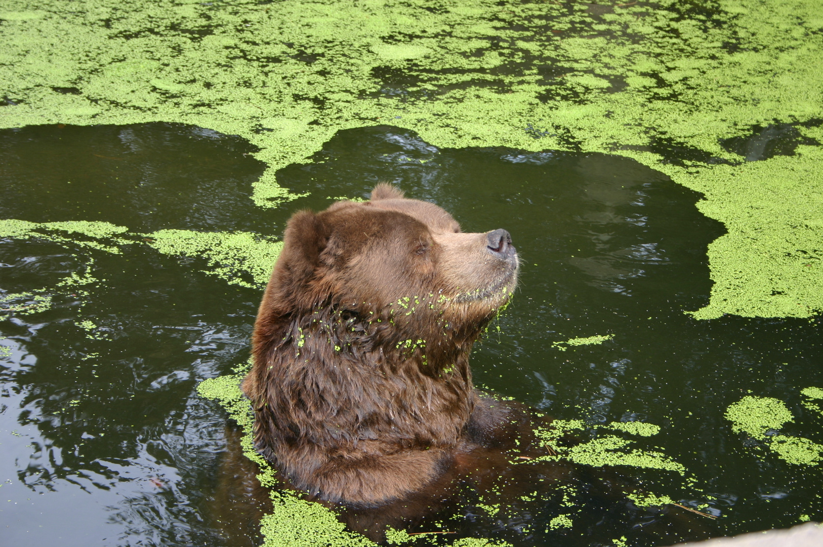 Braunbär