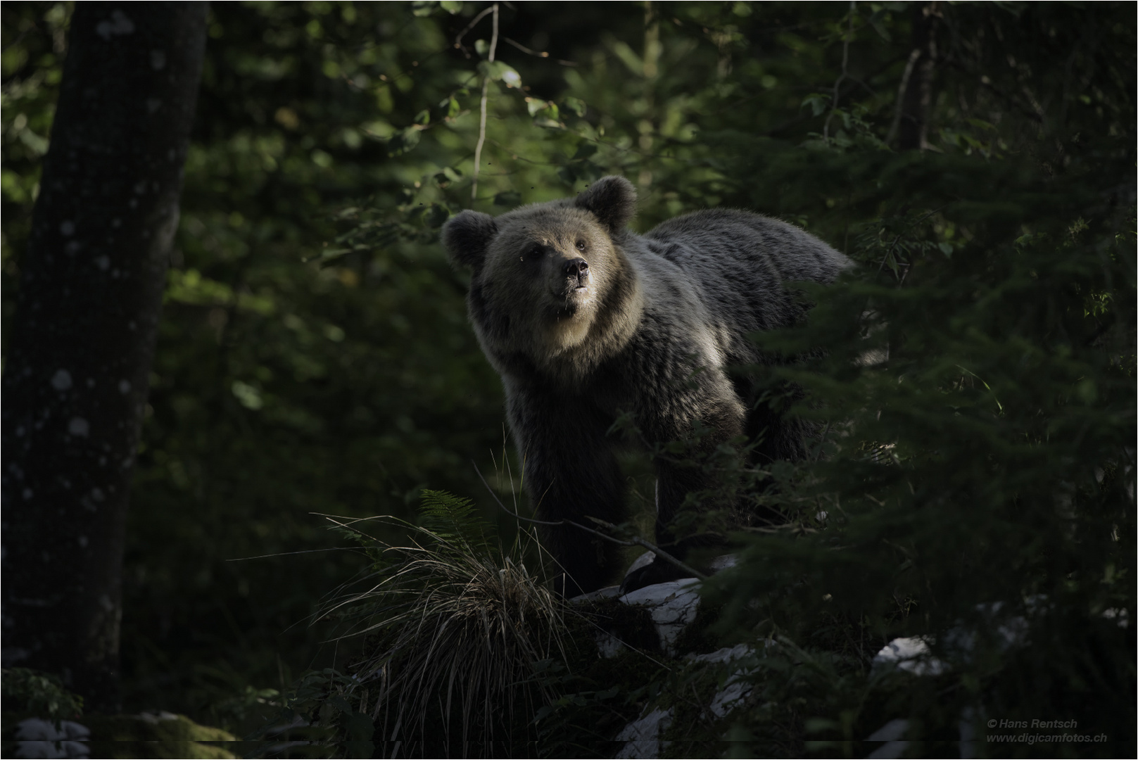 Braunbär