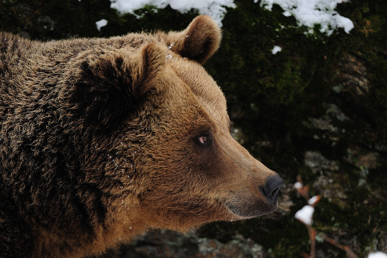 Braunbär