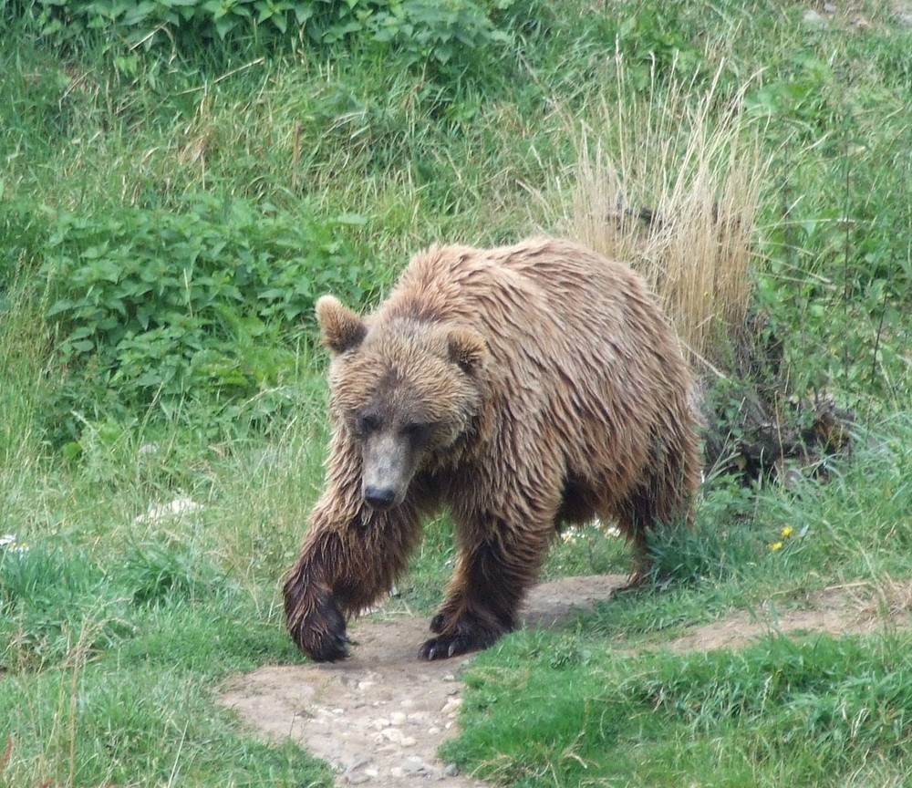 Braunbär