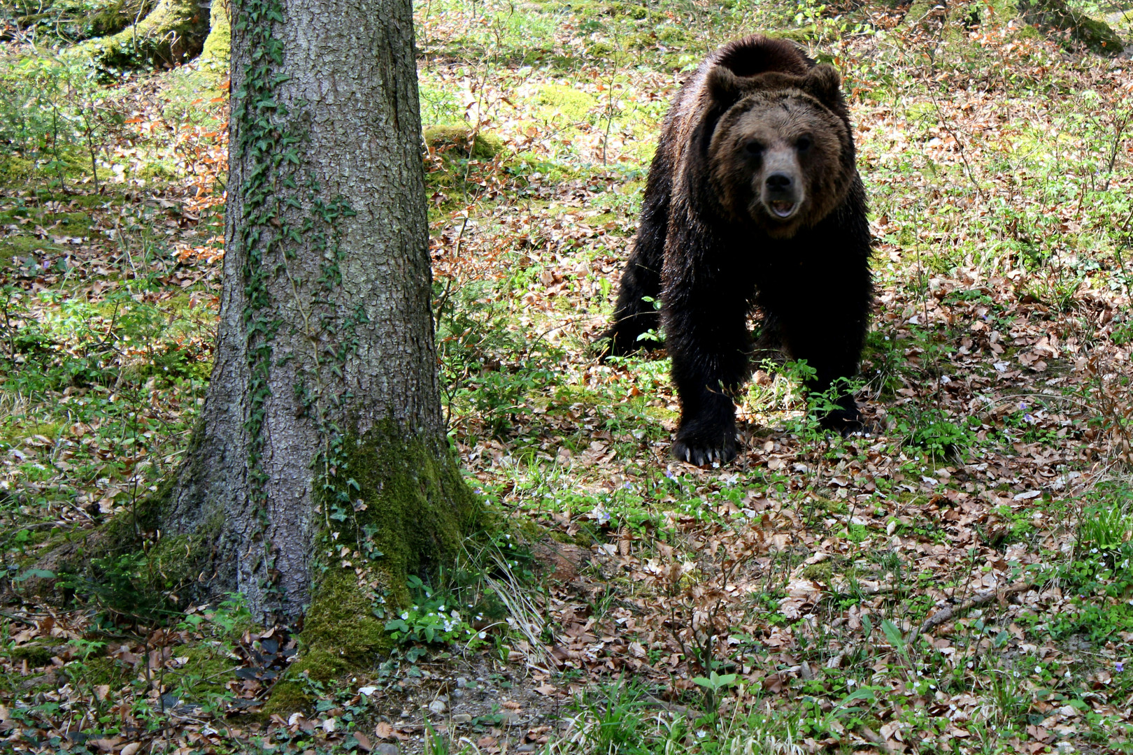 Braunbär