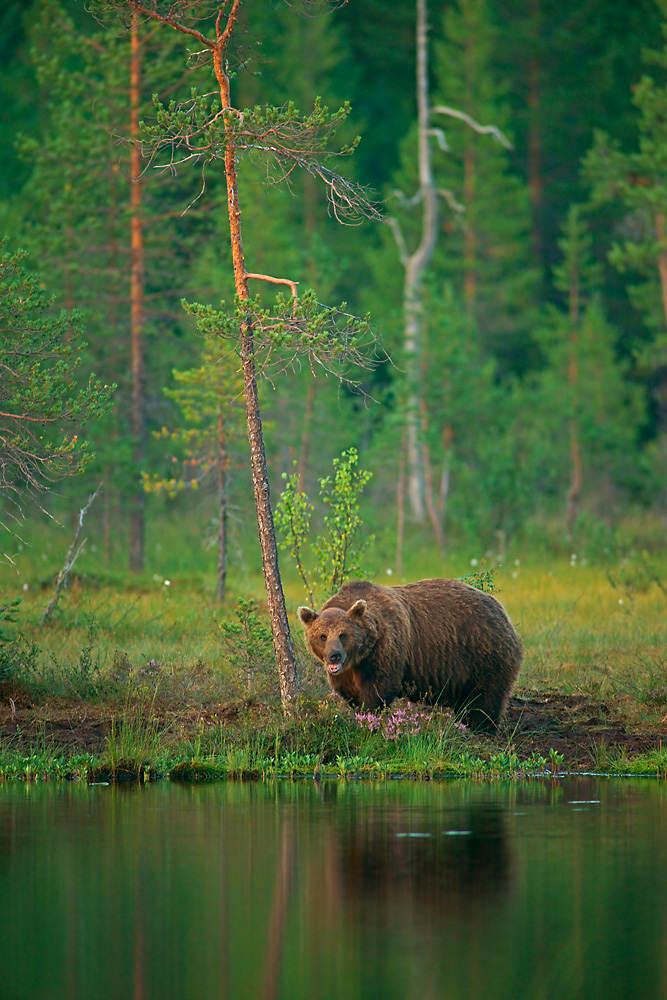 Braunbär