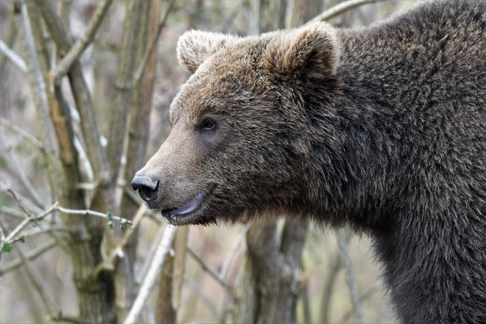 Braunbär